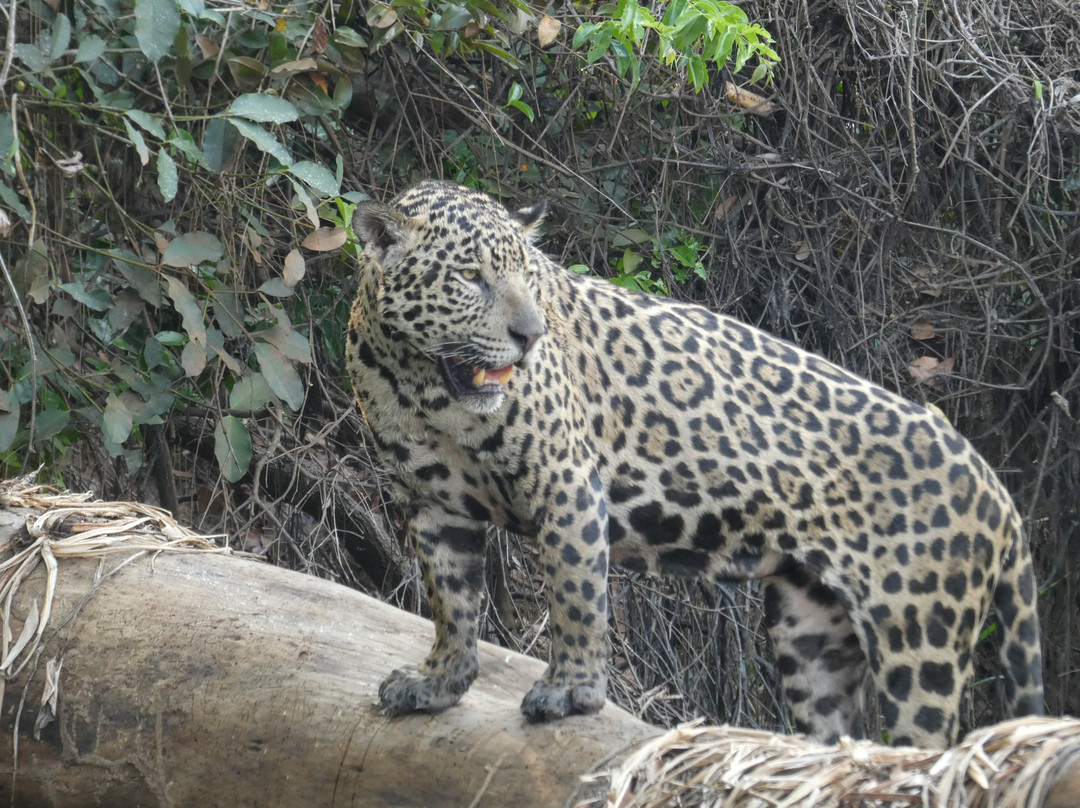 Pantanal Trackers景点图片