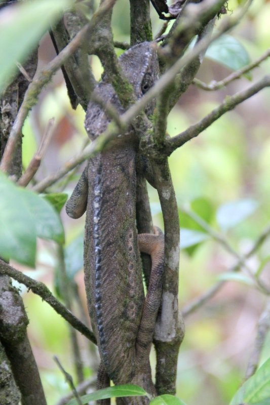 Reserve Peyrieras Madagascar Exotic景点图片