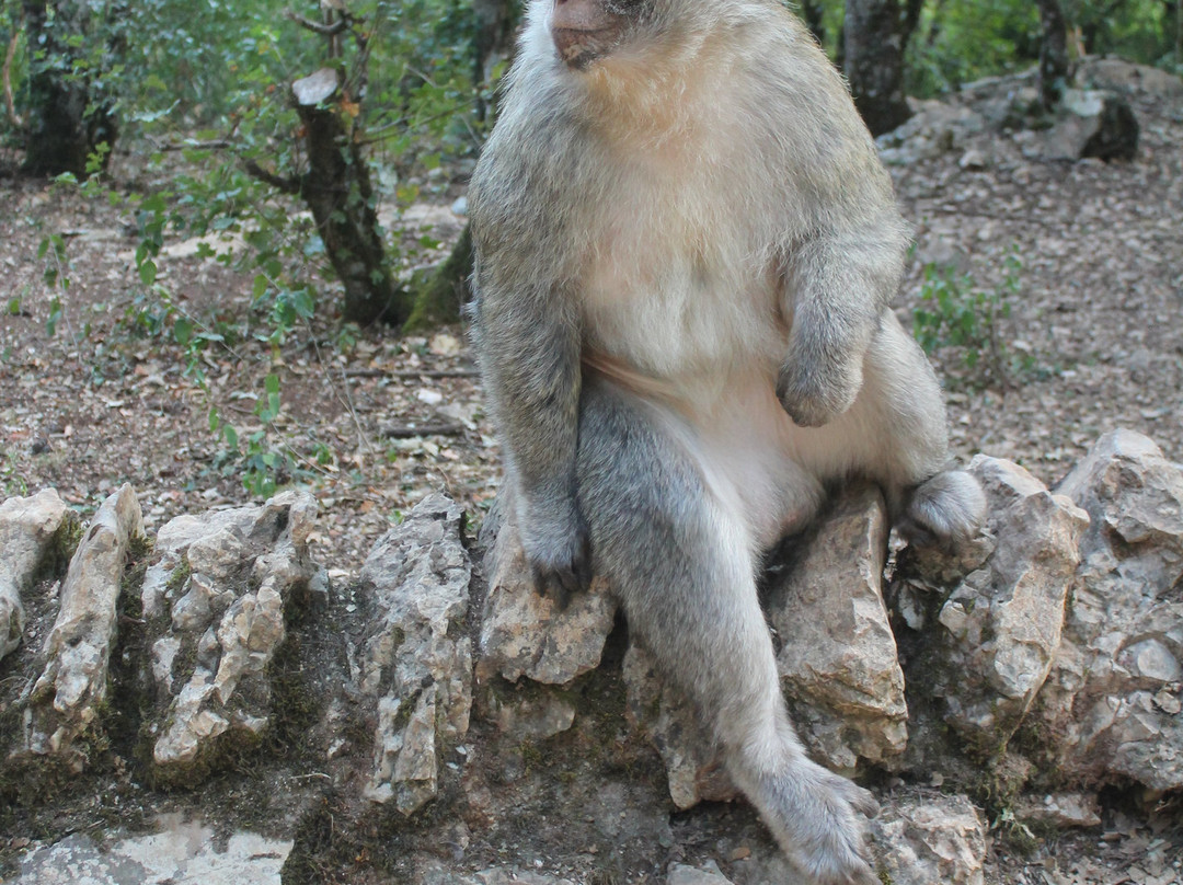 La Foret des Singes-罗卡马杜尔必去景点