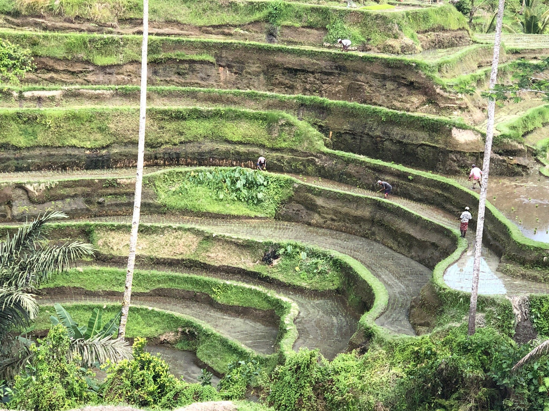 Riktiga Bali-苏卡瓦堤必去景点