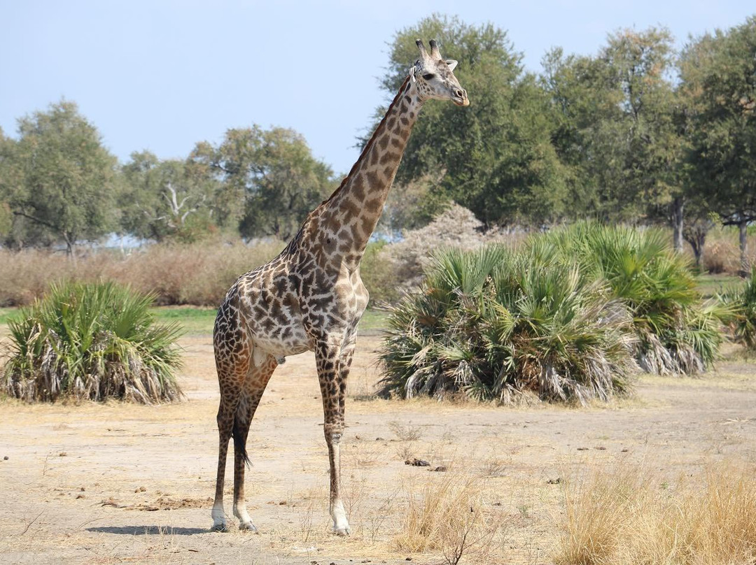 Naza's Tanzania Safari-Dar es Salaam必去景点