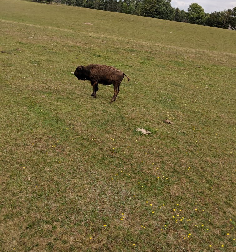 Buffaloland Provincial Park景点图片