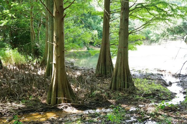 Sasaguri Kyushu University Forest景点图片