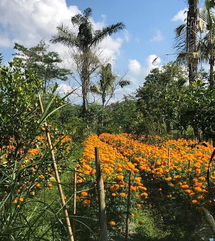 Dedut Bali Tour景点图片