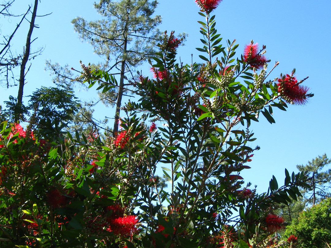 Au Jardin des Libellules主图