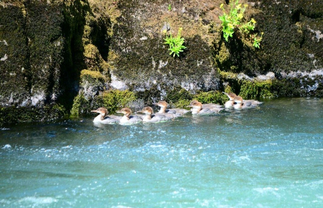 Northwest Whitewater Adventures-Oregon City必去景点