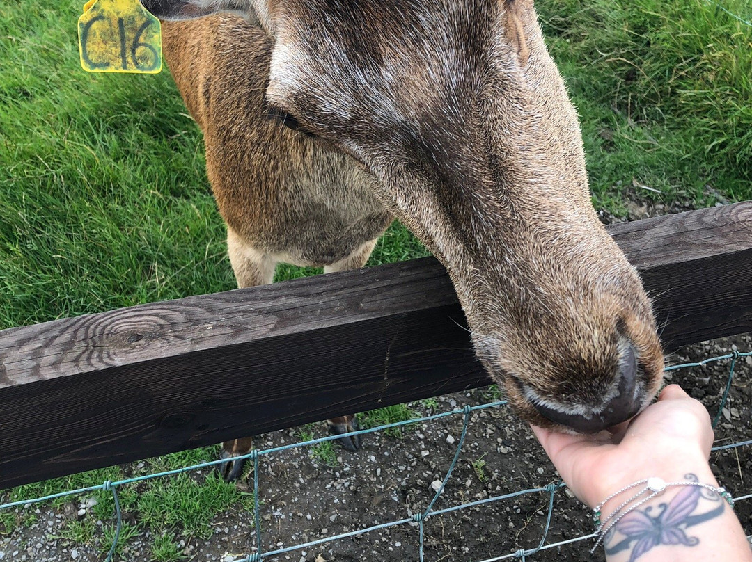 Moher Hill Open Farm-Liscannor必去景点