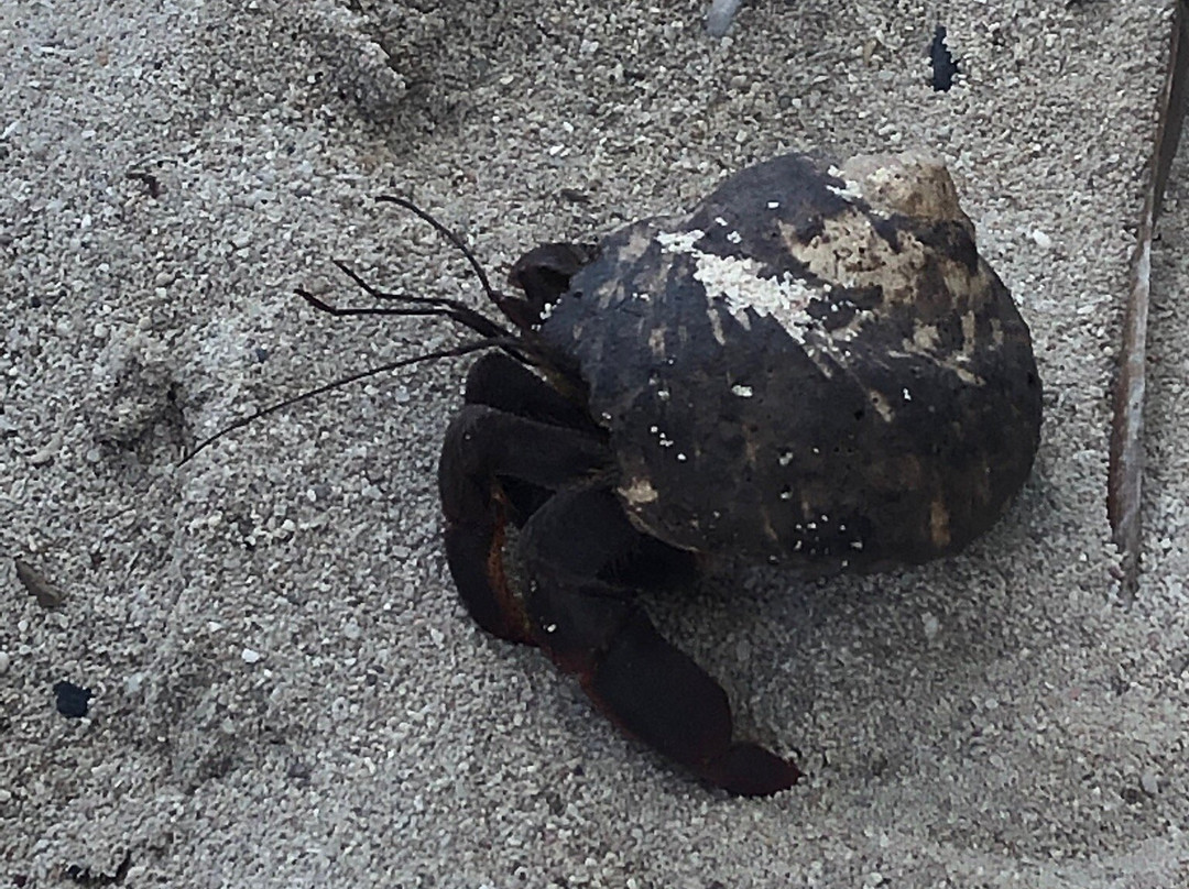 Gwada Walk Tour-Saint Francois必去景点