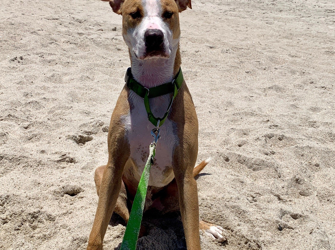 Canova Beach Dog Park景点图片
