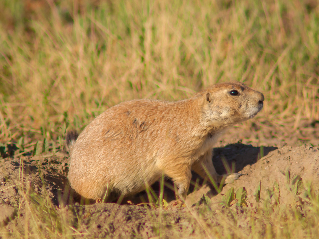 Pineridge Natural Area-科林斯堡必去景点