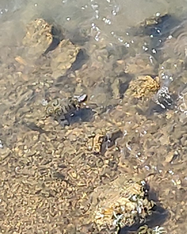 National Audubon Society-乔普林必去景点