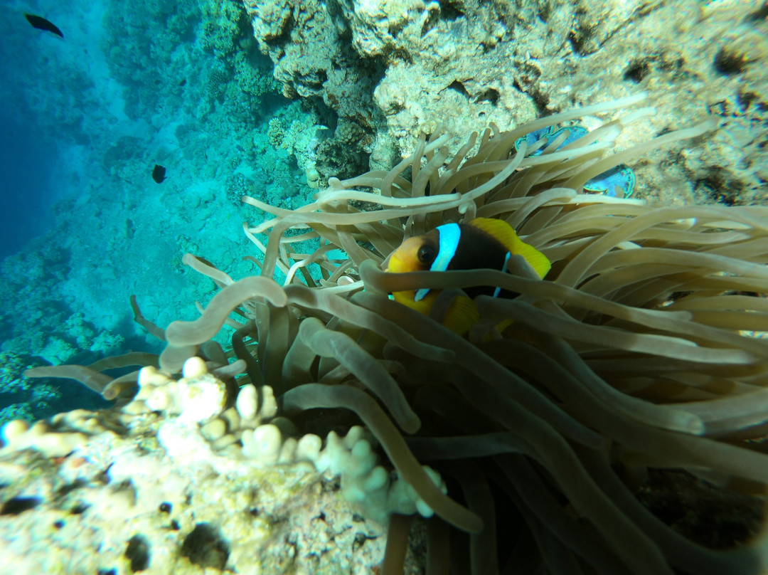 Freedive Dahab-达哈卜必去景点