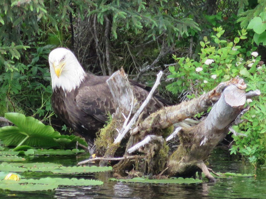 Escape For Two主图