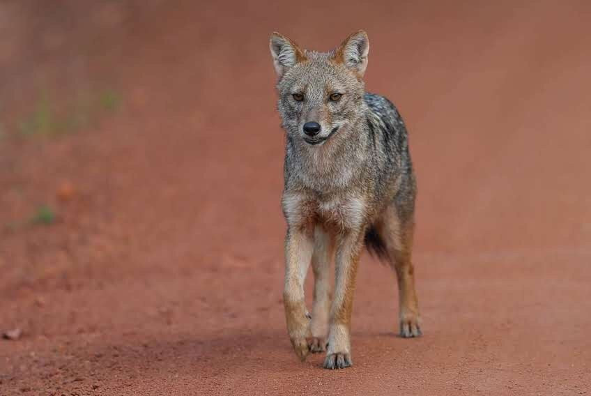 Day Tours Sri Lanka-班托塔必去景点