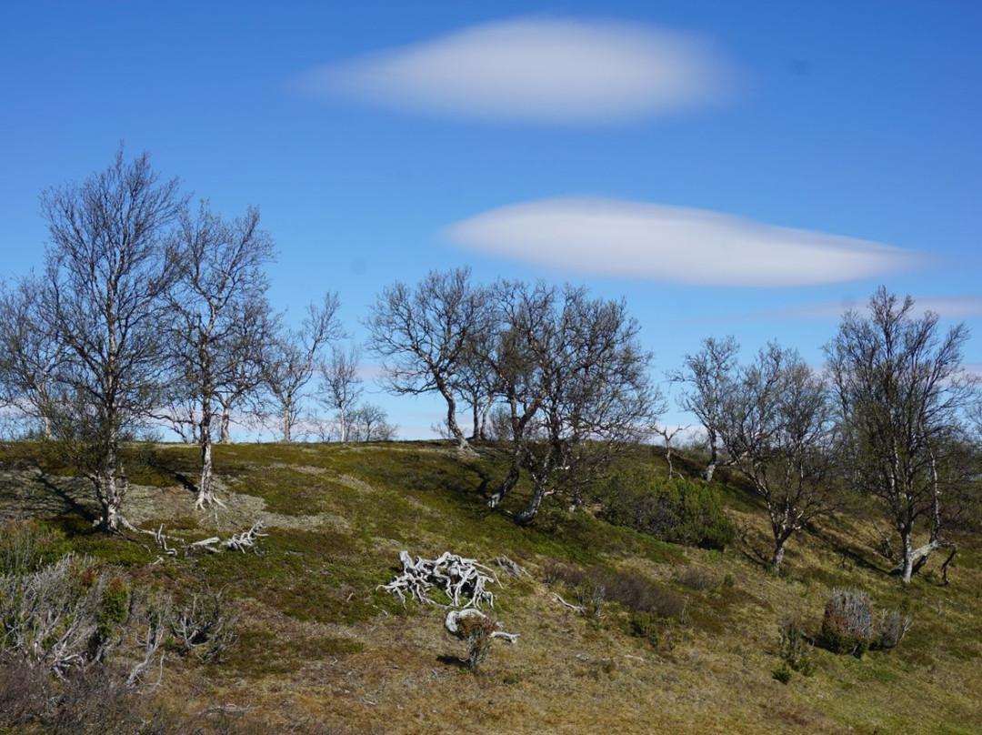 Kevo Strict Nature Reserve-Utsjoki必去景点