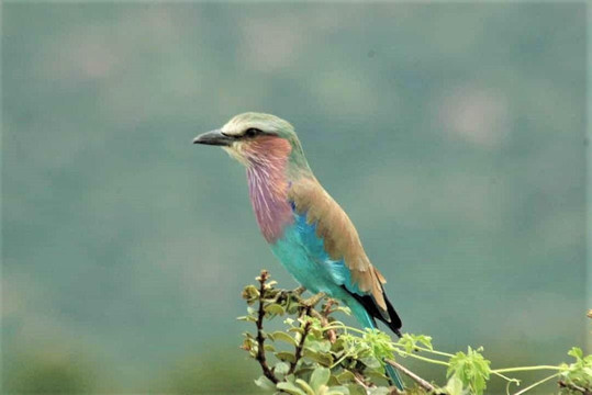 Mzuri Tours & Safaris-Pwani Mchangani必去景点