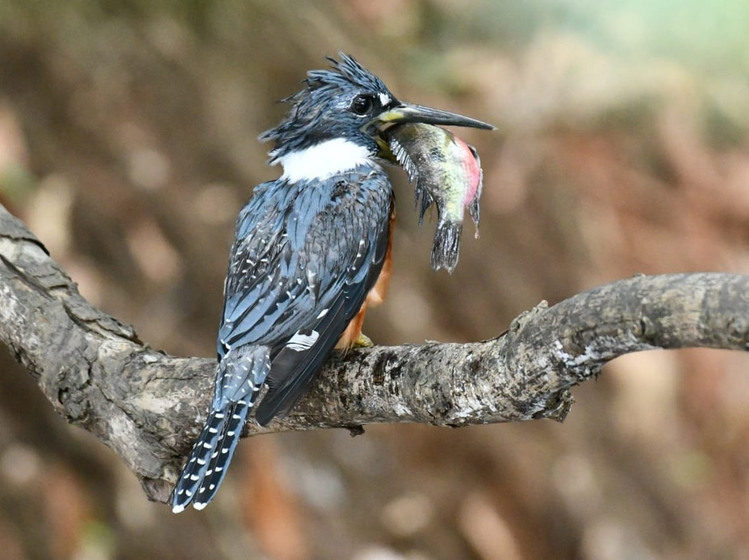 Caño Negro Wildlife Refuge景点图片