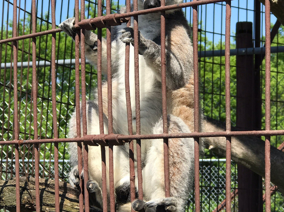 Dutch Creek Farm Animal Park景点图片