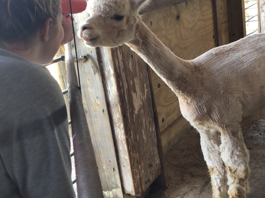 Sabamba Alpaca Ranch and Bed & Breakfast主图