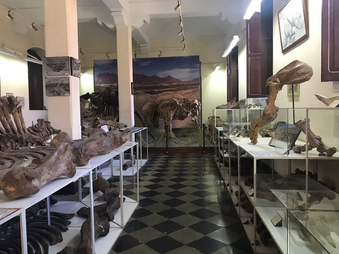 Museo Paleontologico y Arqueologico-塔里哈必去景点