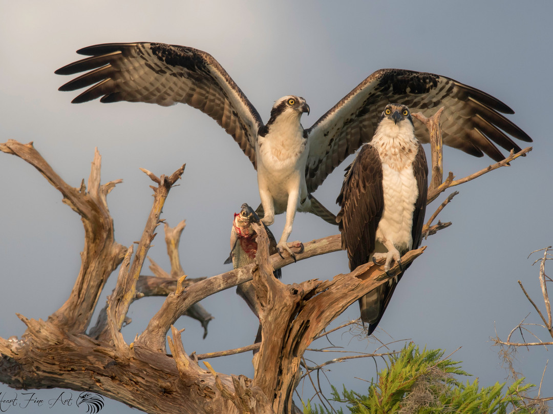 Outback Airboat Adventures-维罗海滩必去景点