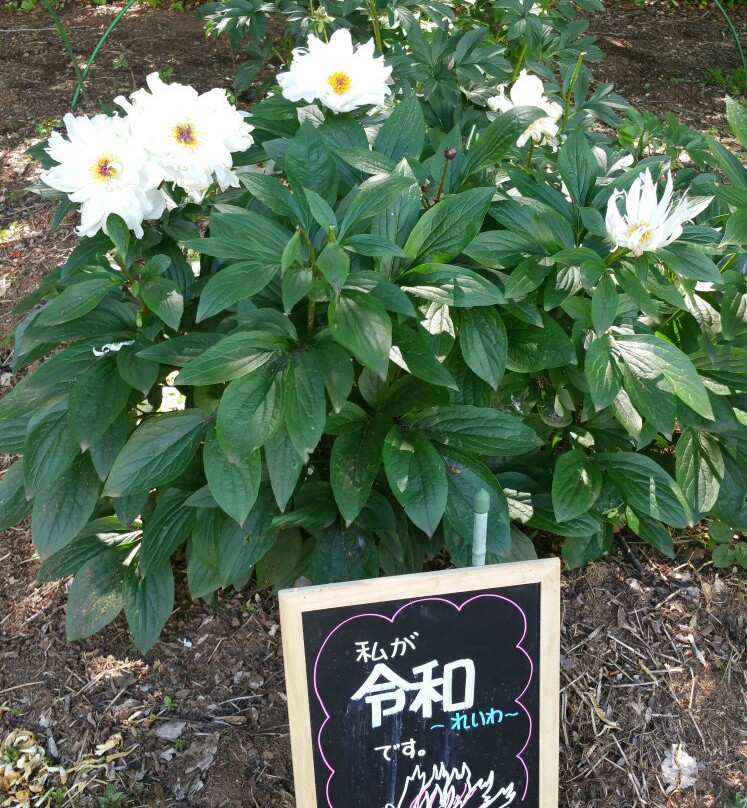 Peony Garden Tokyo (Tsukuba Peony Garden)-筑波市必去景点