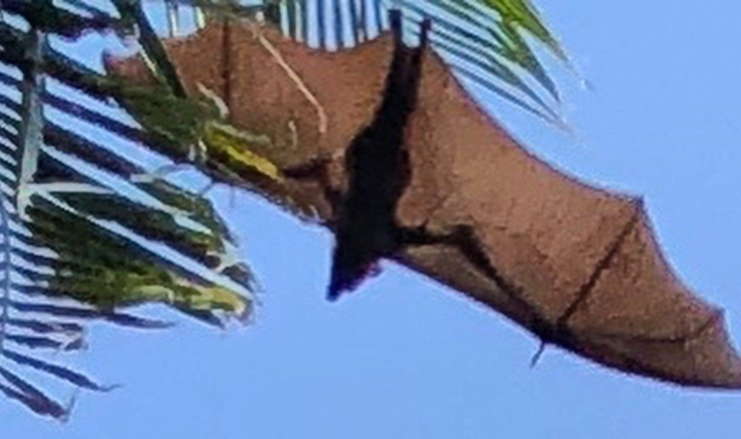 Como Maalifushi主图