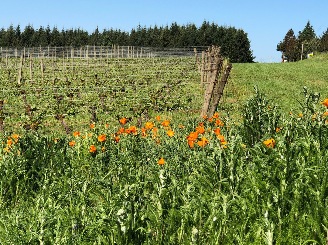 Vineyard View Inn主图