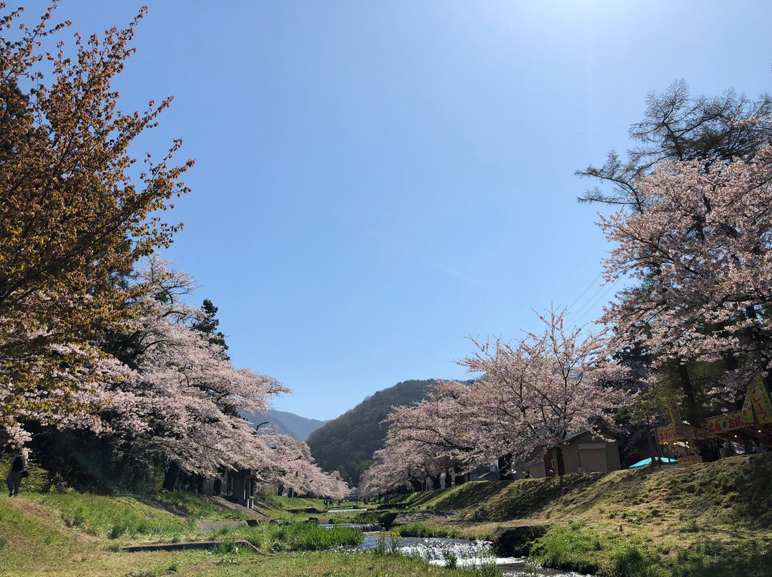 Sakura Trees Along Kannonji River景点图片