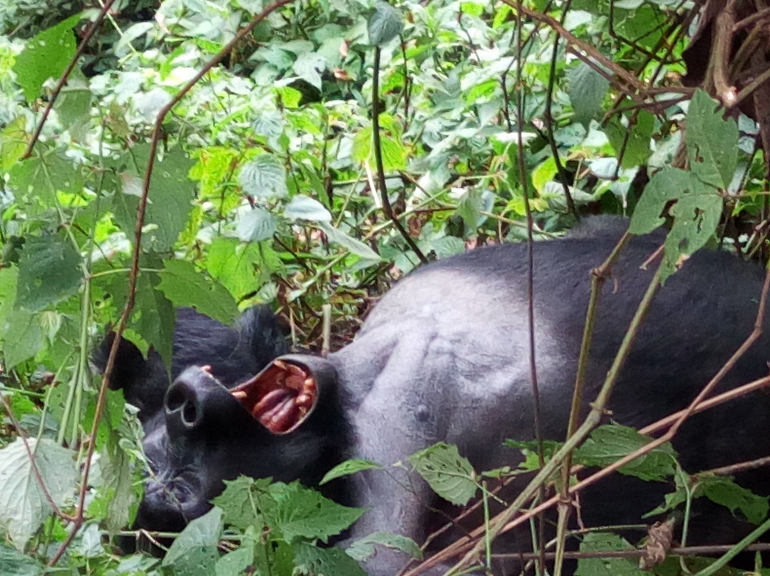 Oikos Safaris-坎帕拉必去景点