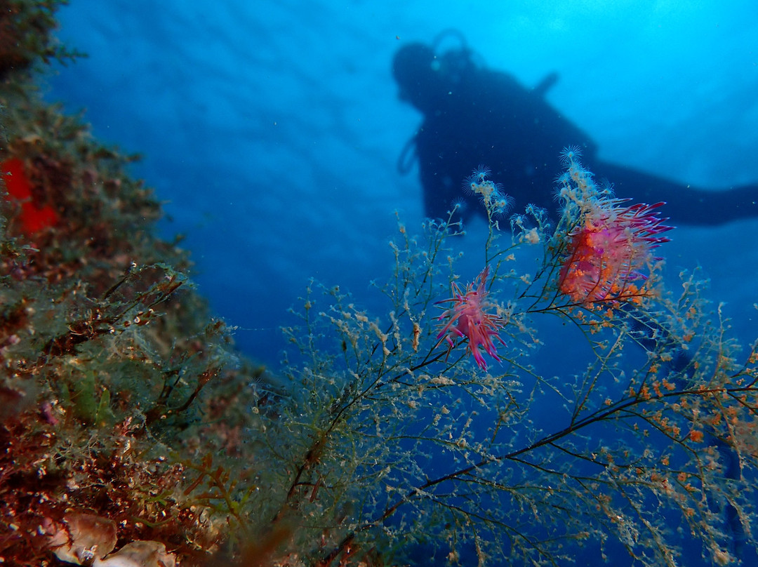 Diving Center Colera-Colera必去景点