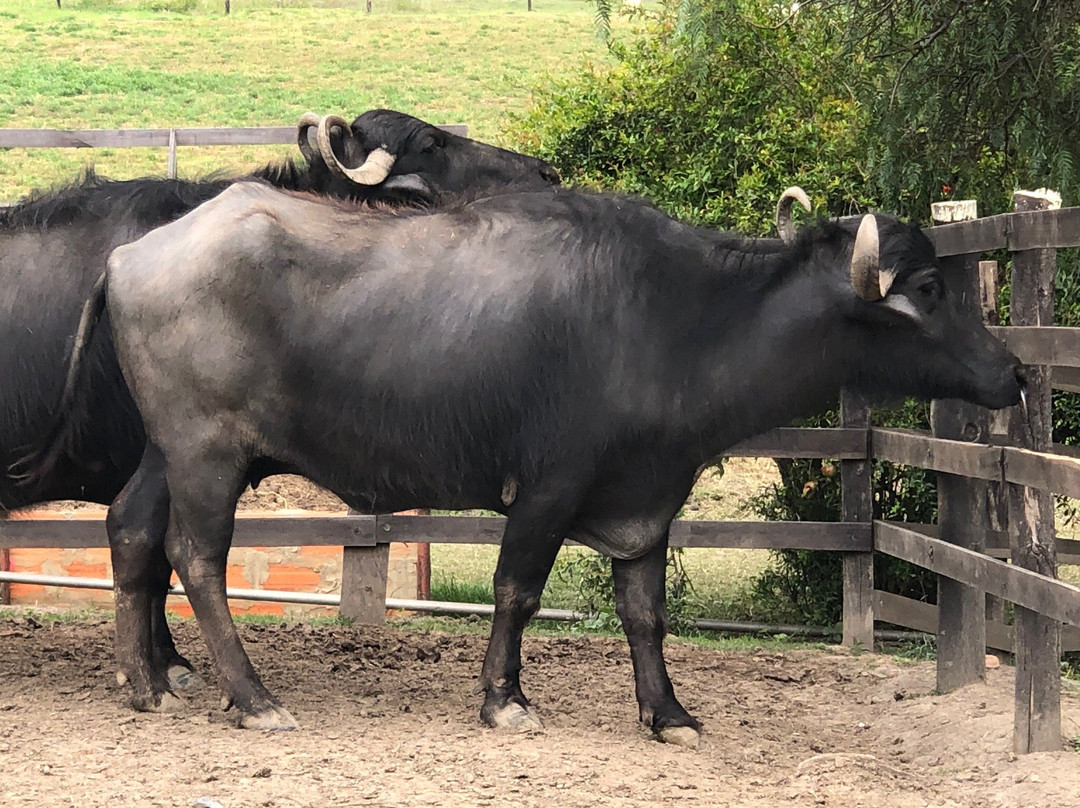 Granja de Avestruces景点图片