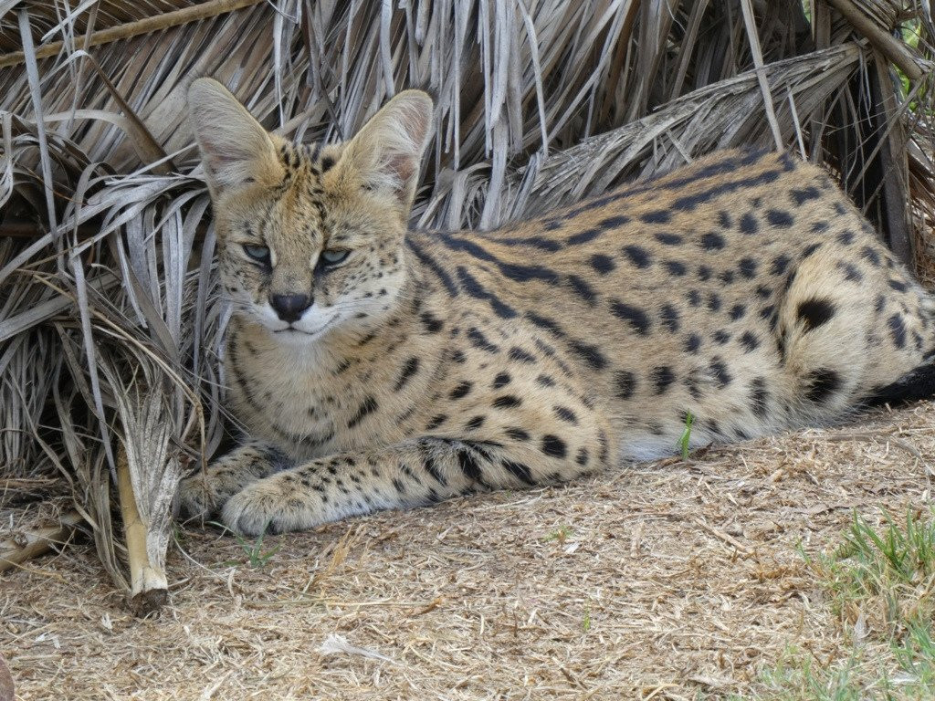 Weltevrede Lion Farm-Heilbron必去景点
