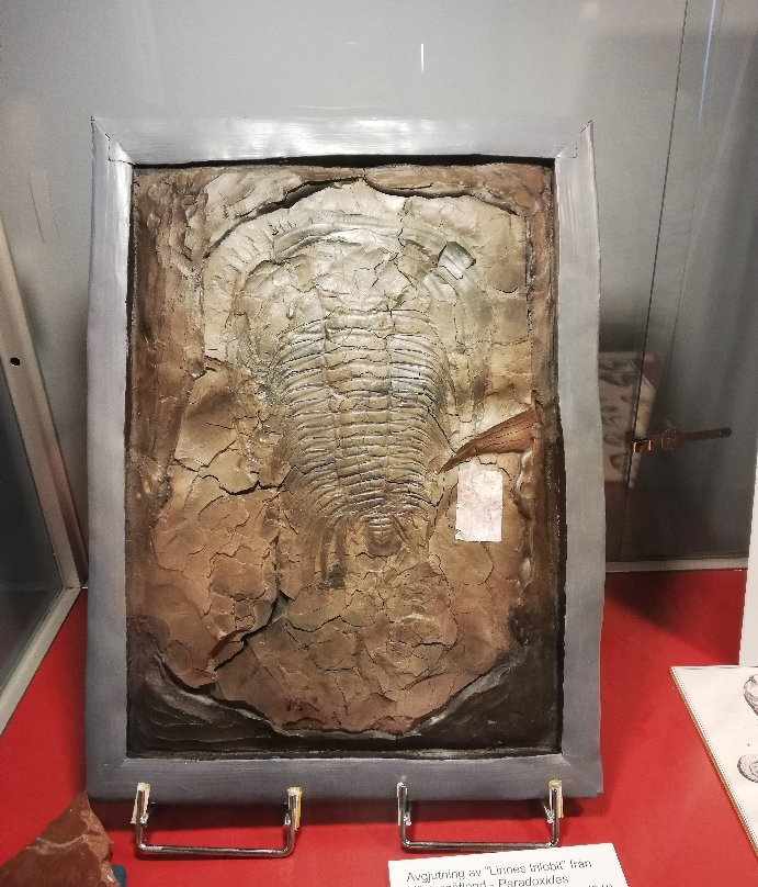 Evolutionsmuseet-乌普萨拉必去景点