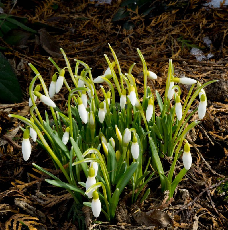 Garden of the Dragon - Private Botanical Garden景点图片