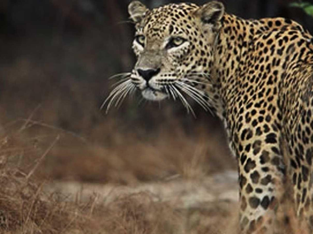 Wanderlust Ceylon Tours-康提必去景点