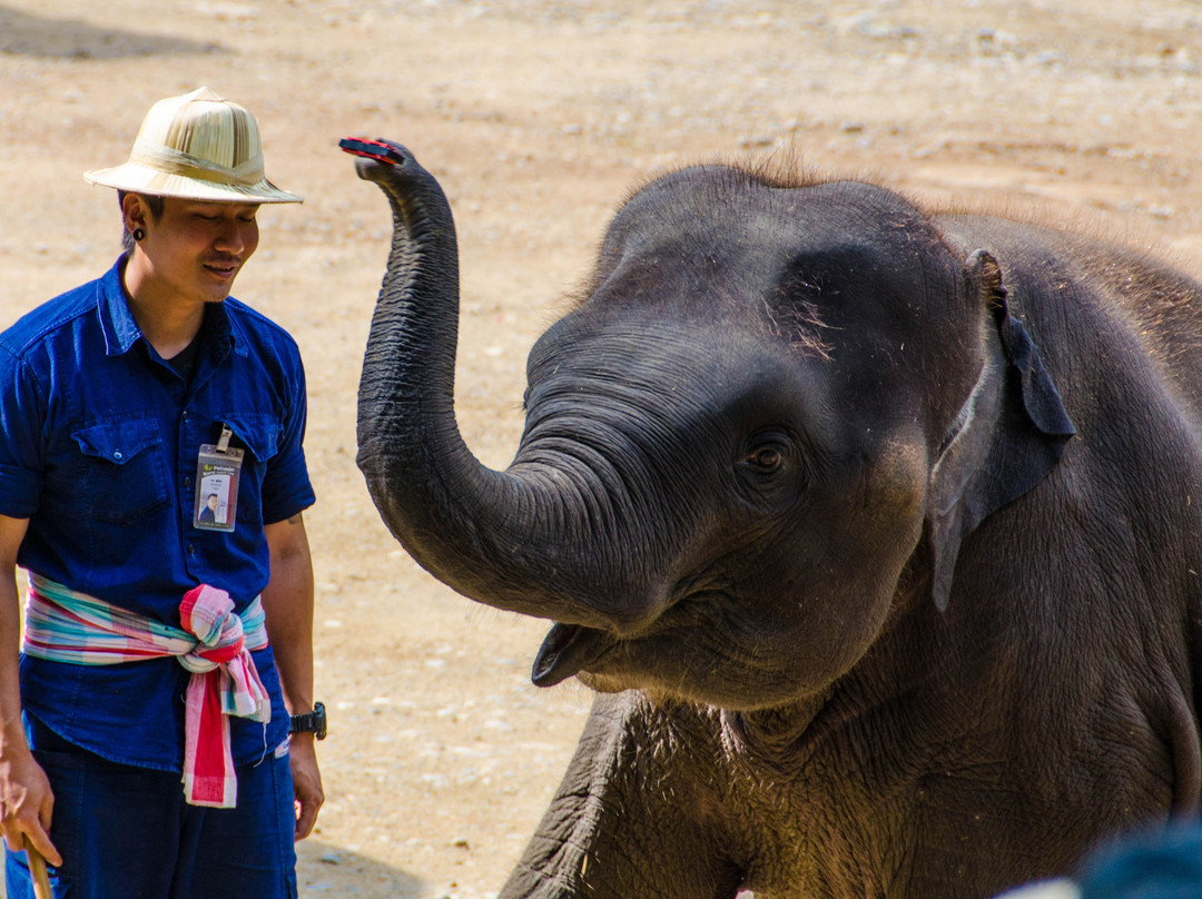 马沙大象营景点图片