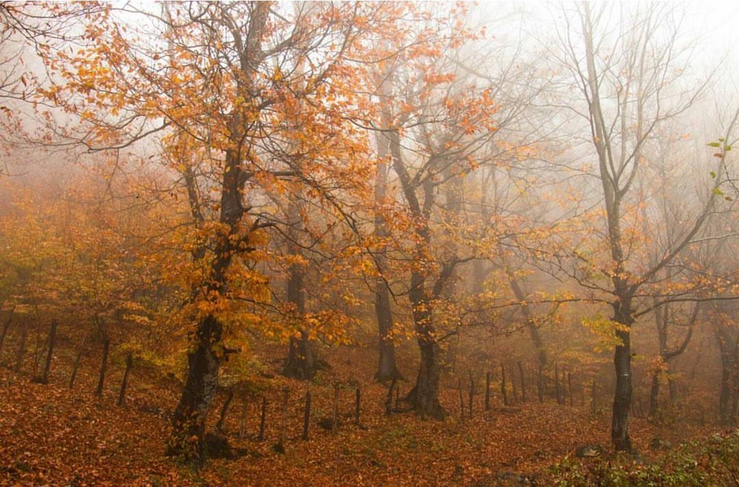 Mersisi Forest (sangdeh forest)景点图片