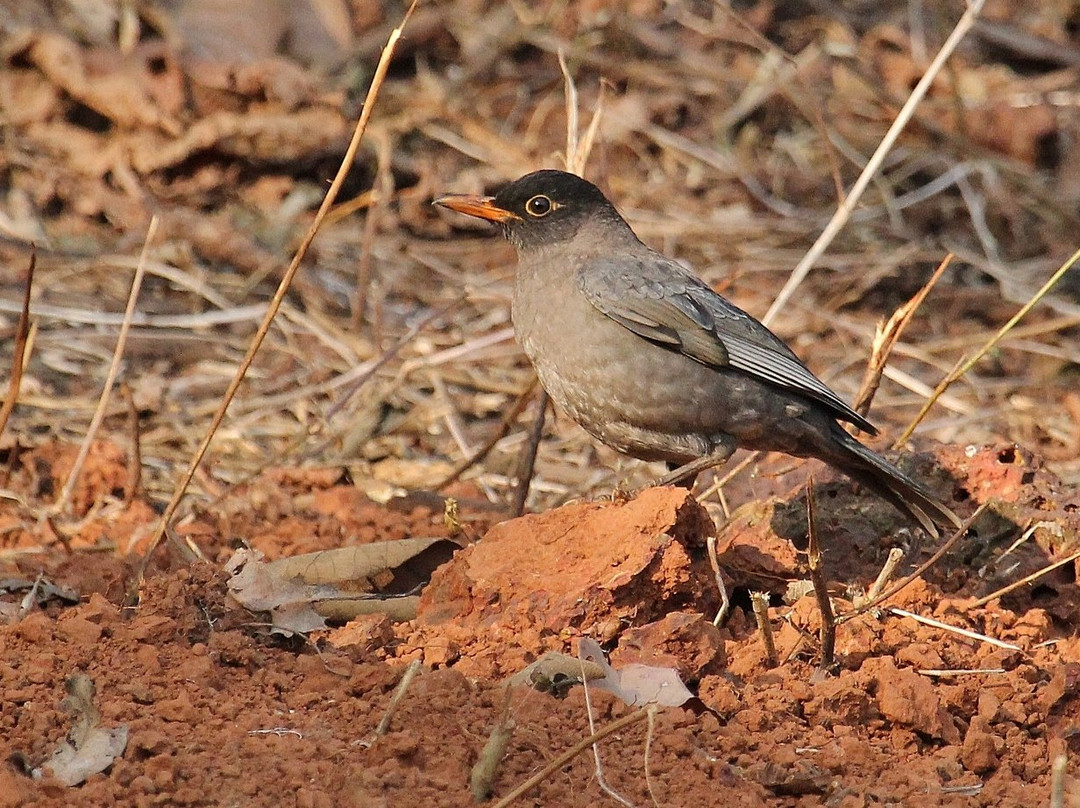 Amrutes' Nisarga Sahavas主图