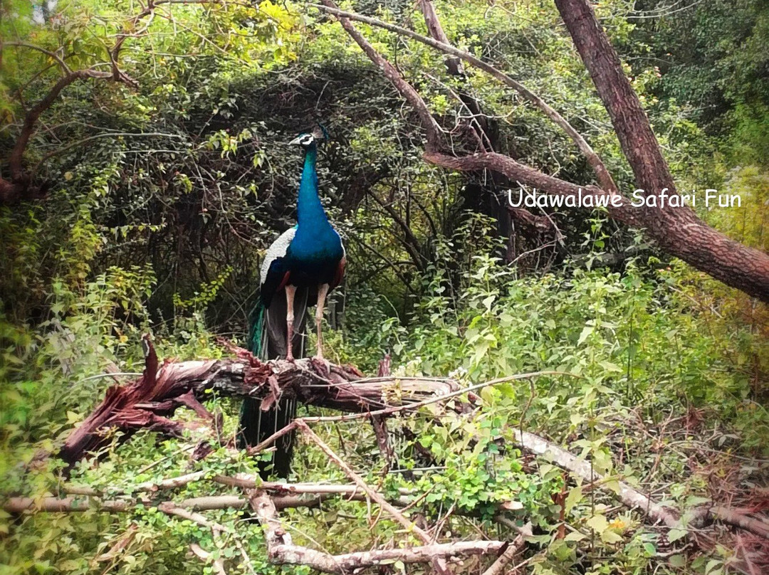 Udawalawe Safari Fun-乌达瓦拉瓦必去景点