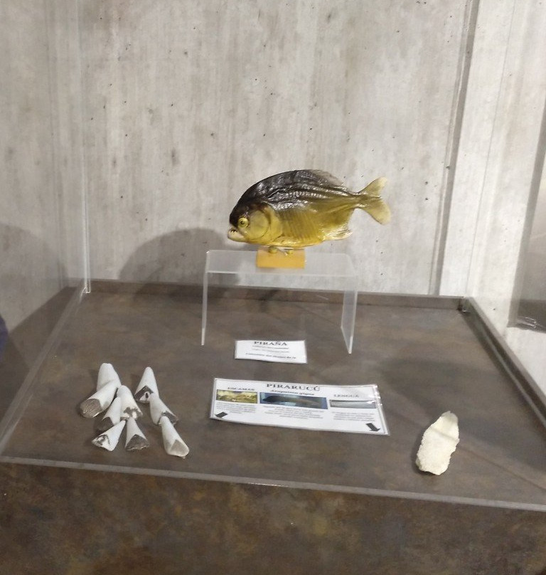 Museo de la Biodiversidad景点图片