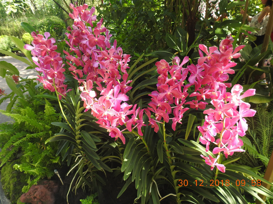 National Orchid Garden-莫尔兹比港必去景点