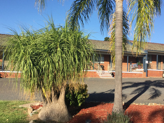 Kootingal Landview Motel主图