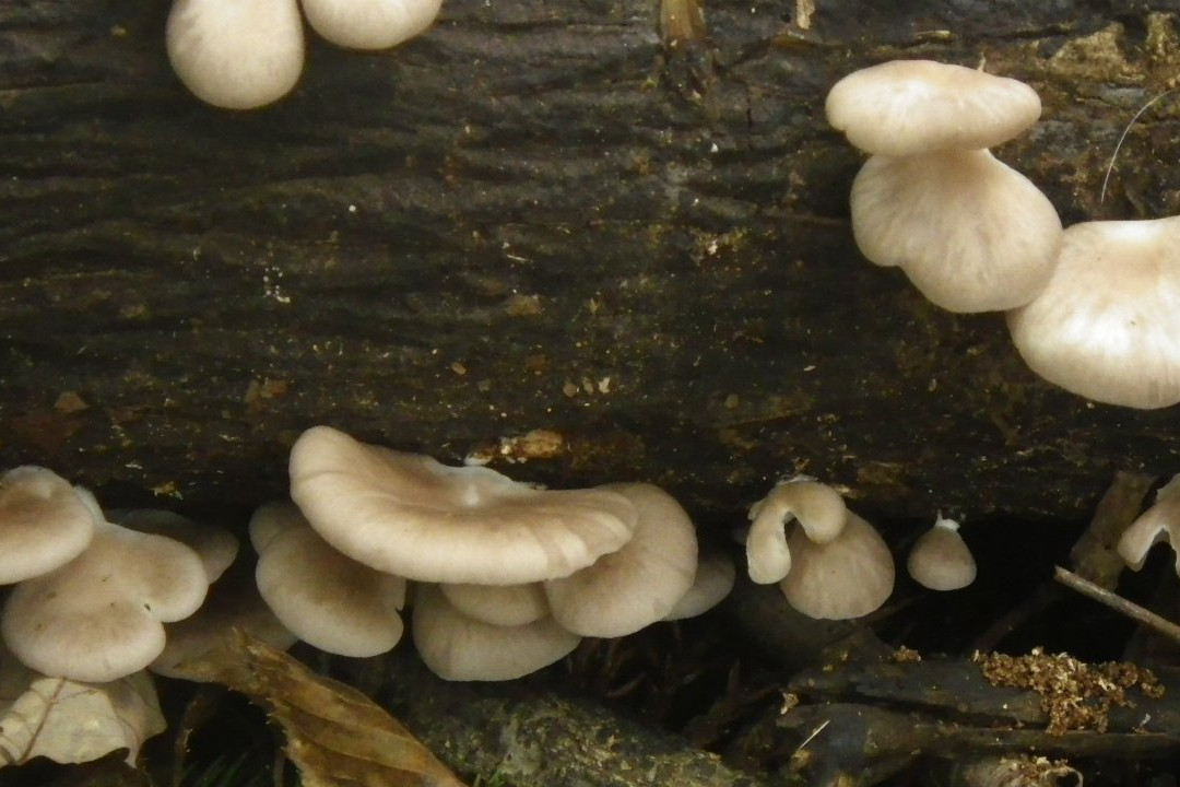Lake Shinsei-秦野市必去景点