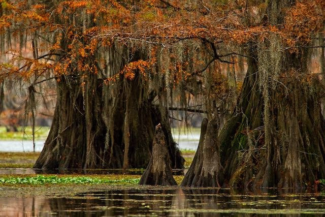 Caddo Lake Tours and Canoe Rentals-Uncertain必去景点