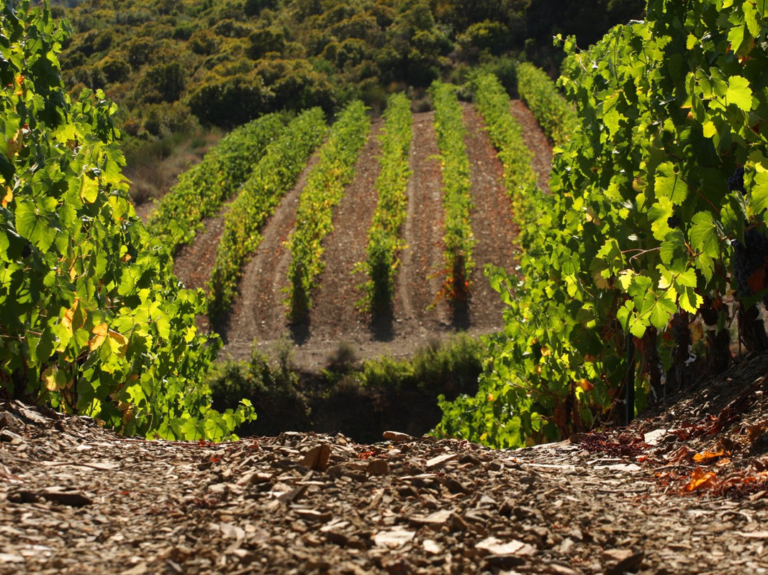 Les Vins de Roquebrun-Roquebrun必去景点