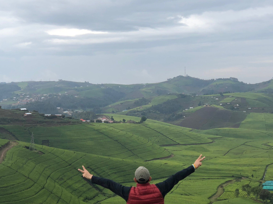 Gisovu Tea Estate景点图片