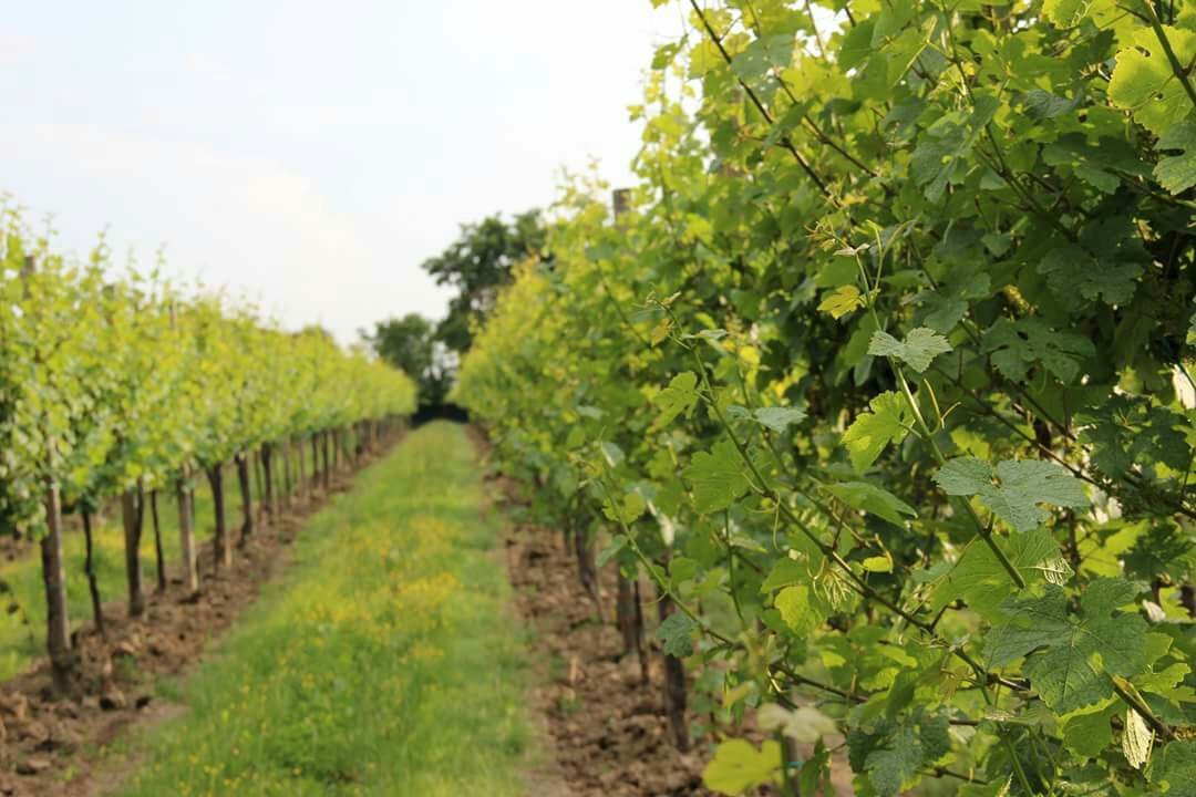 Azienda Agricola Luigino Molon景点图片
