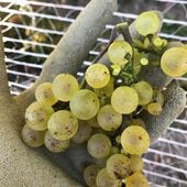 Briar Valley Vineyards & Winery景点图片