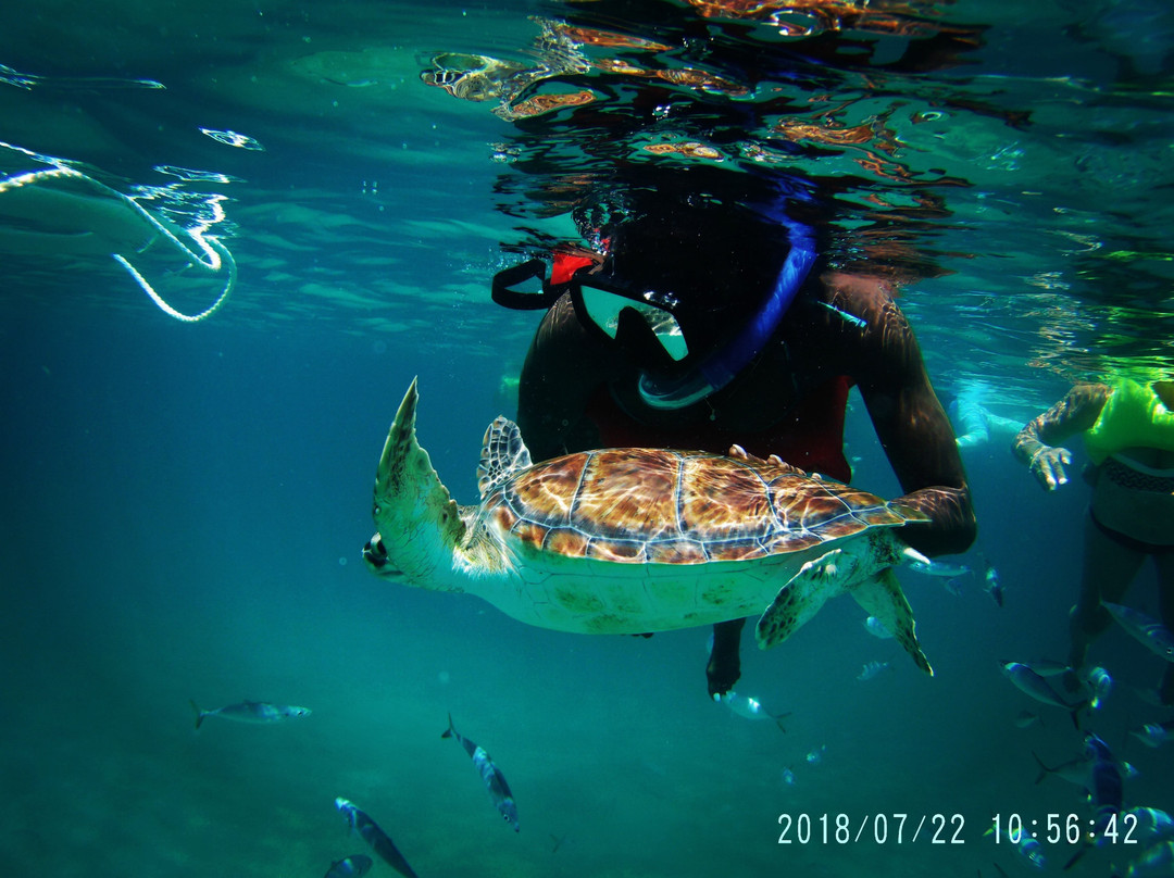 Barbados Snorkeling Tours by Hayden Browne景点图片